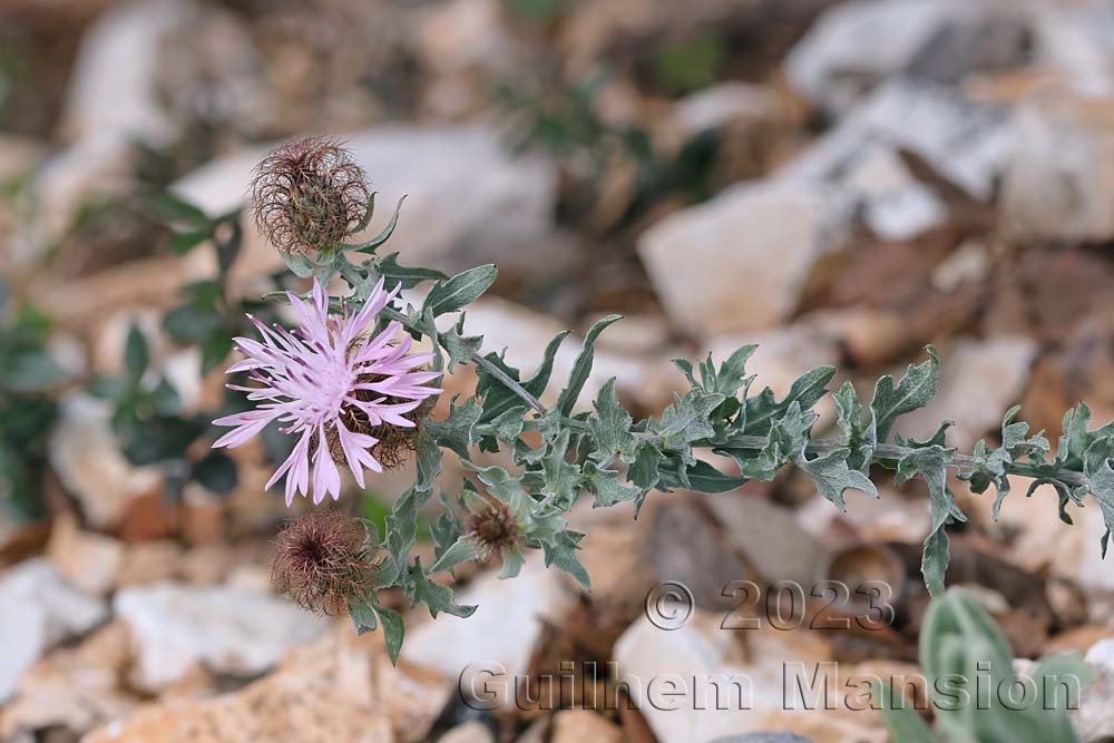 Centaurea pectinata