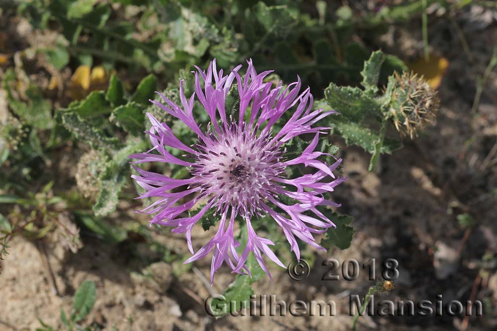 Centaurea polyacantha