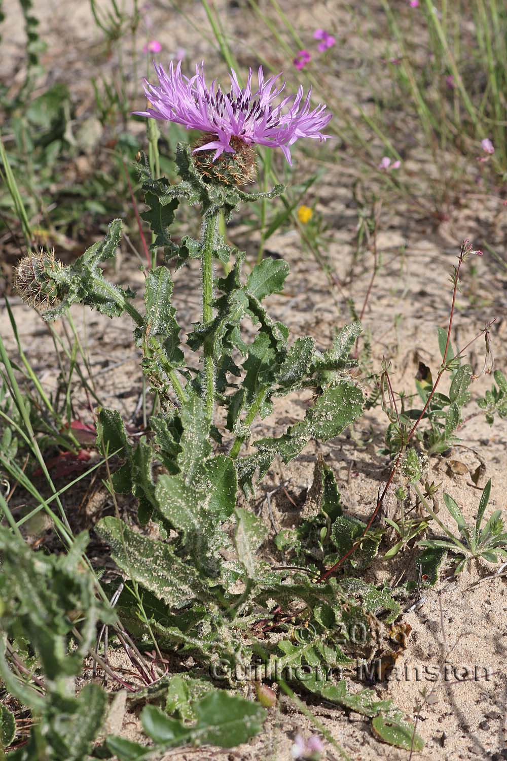 Centaurea polyacantha