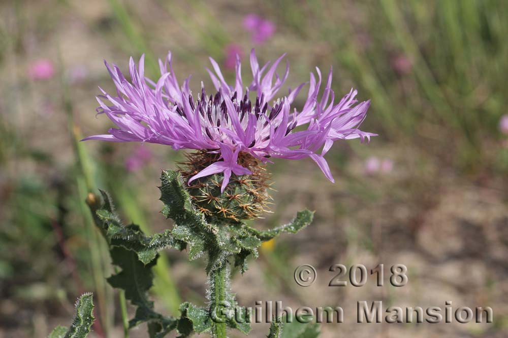 Centaurea polyacantha