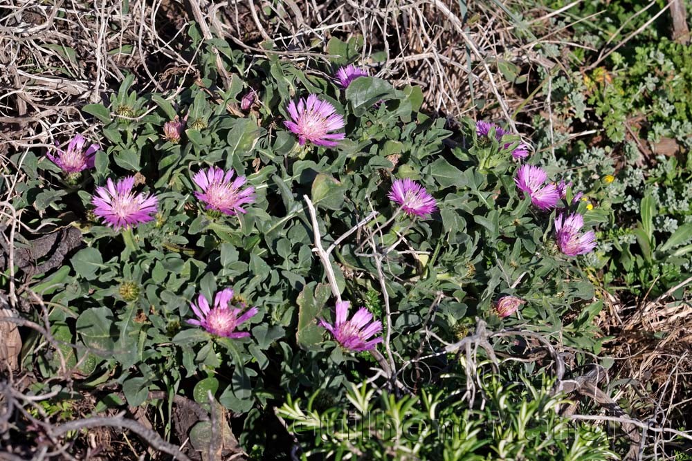 Centaurea pullata