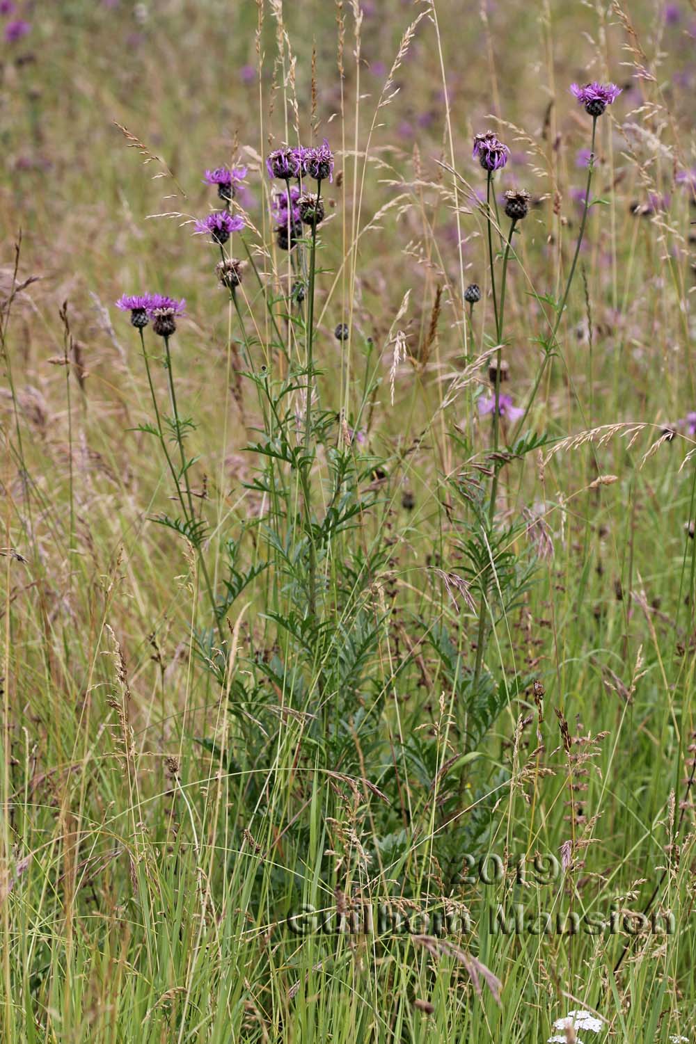 Centaurea scabiosa