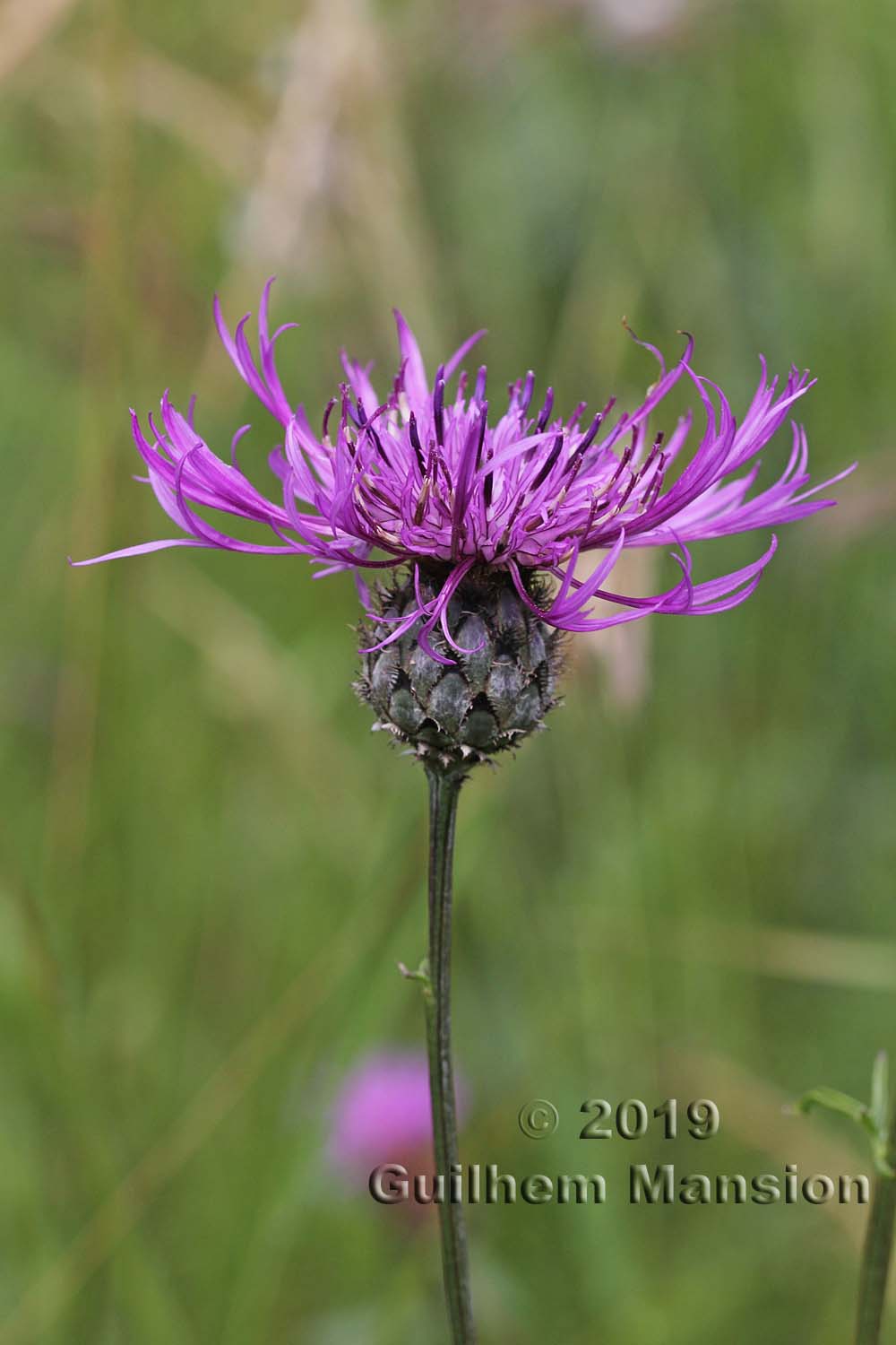 Centaurea scabiosa