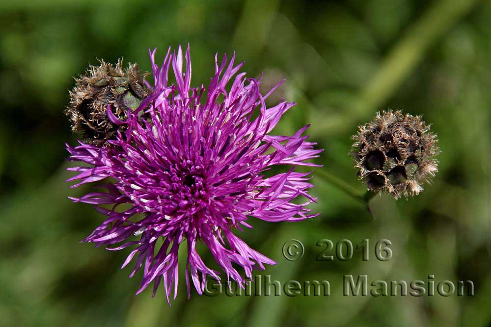 Centaurea scabiosa