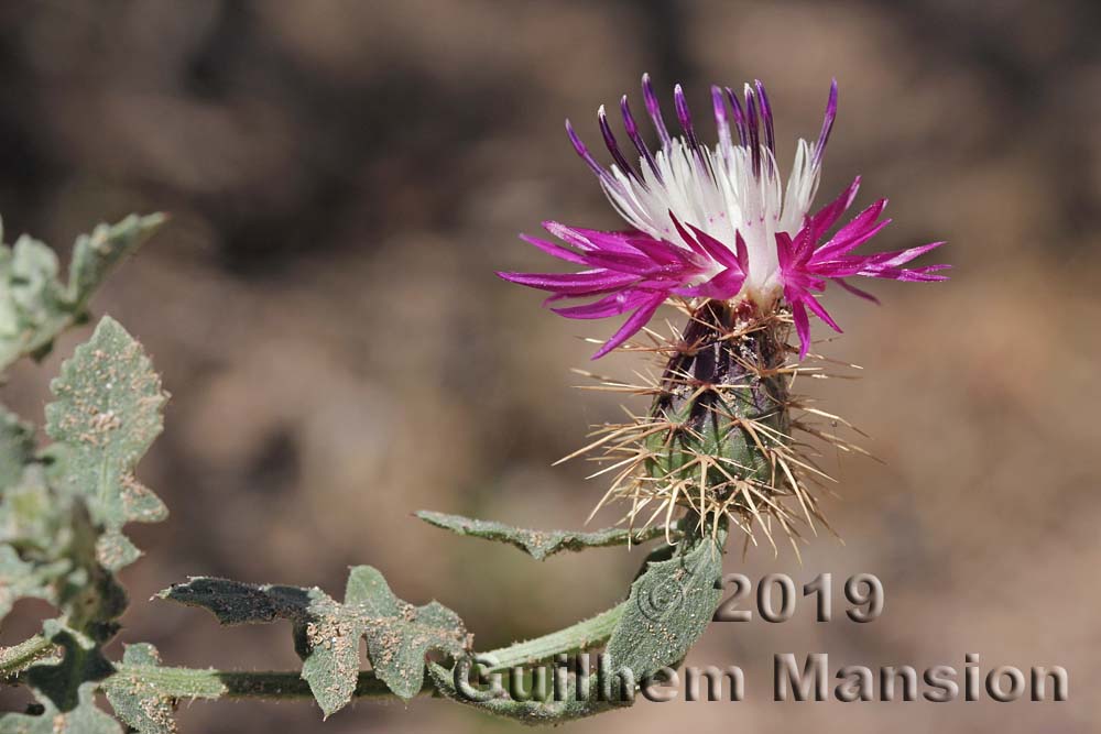 Centaurea sphaerocephala