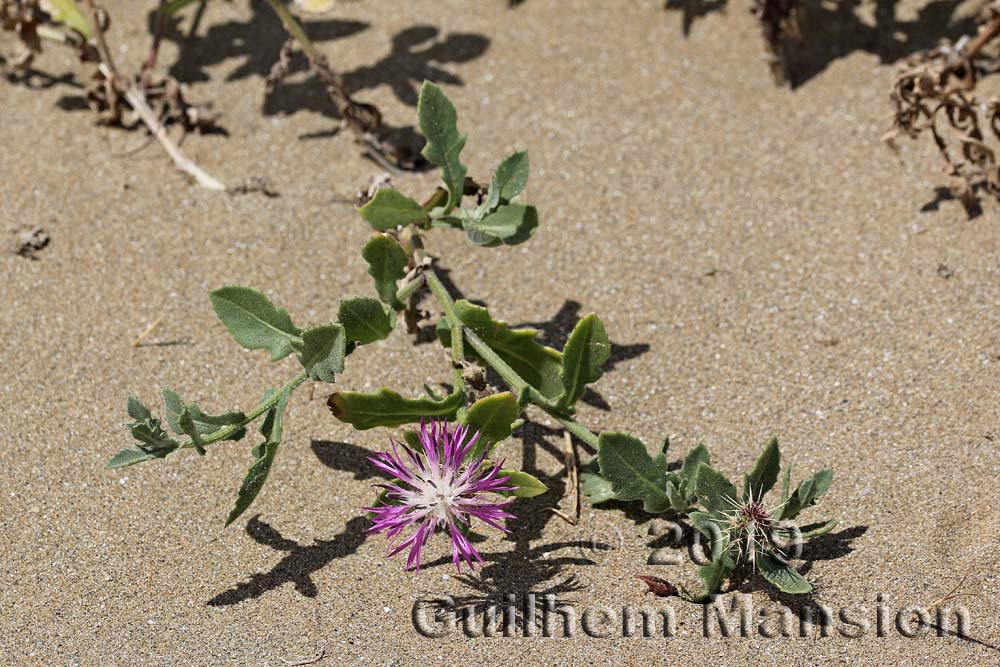 Centaurea sphaerocephala