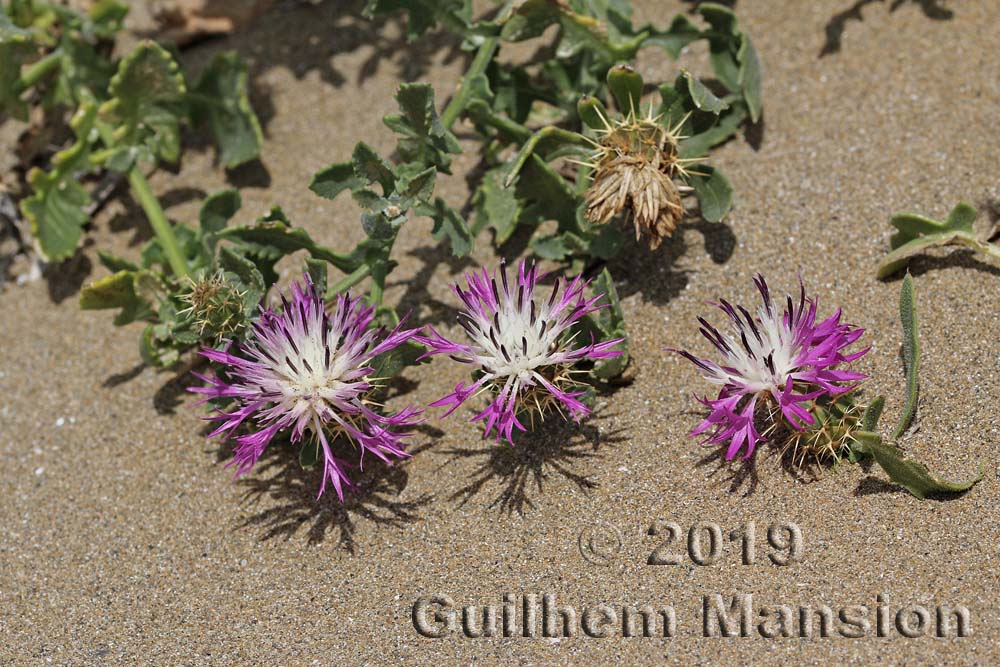 Centaurea sphaerocephala