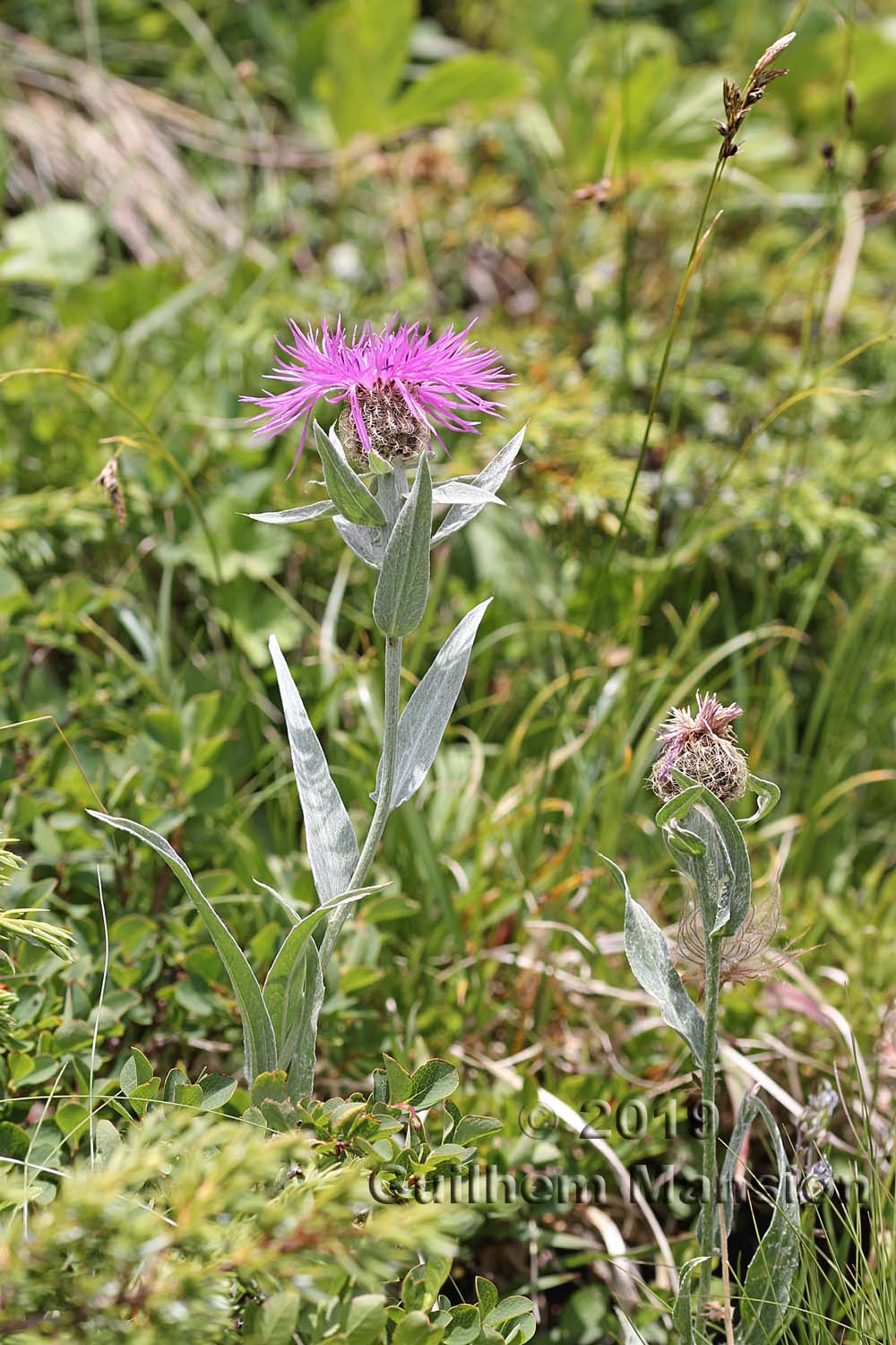 Centaurea uniflora