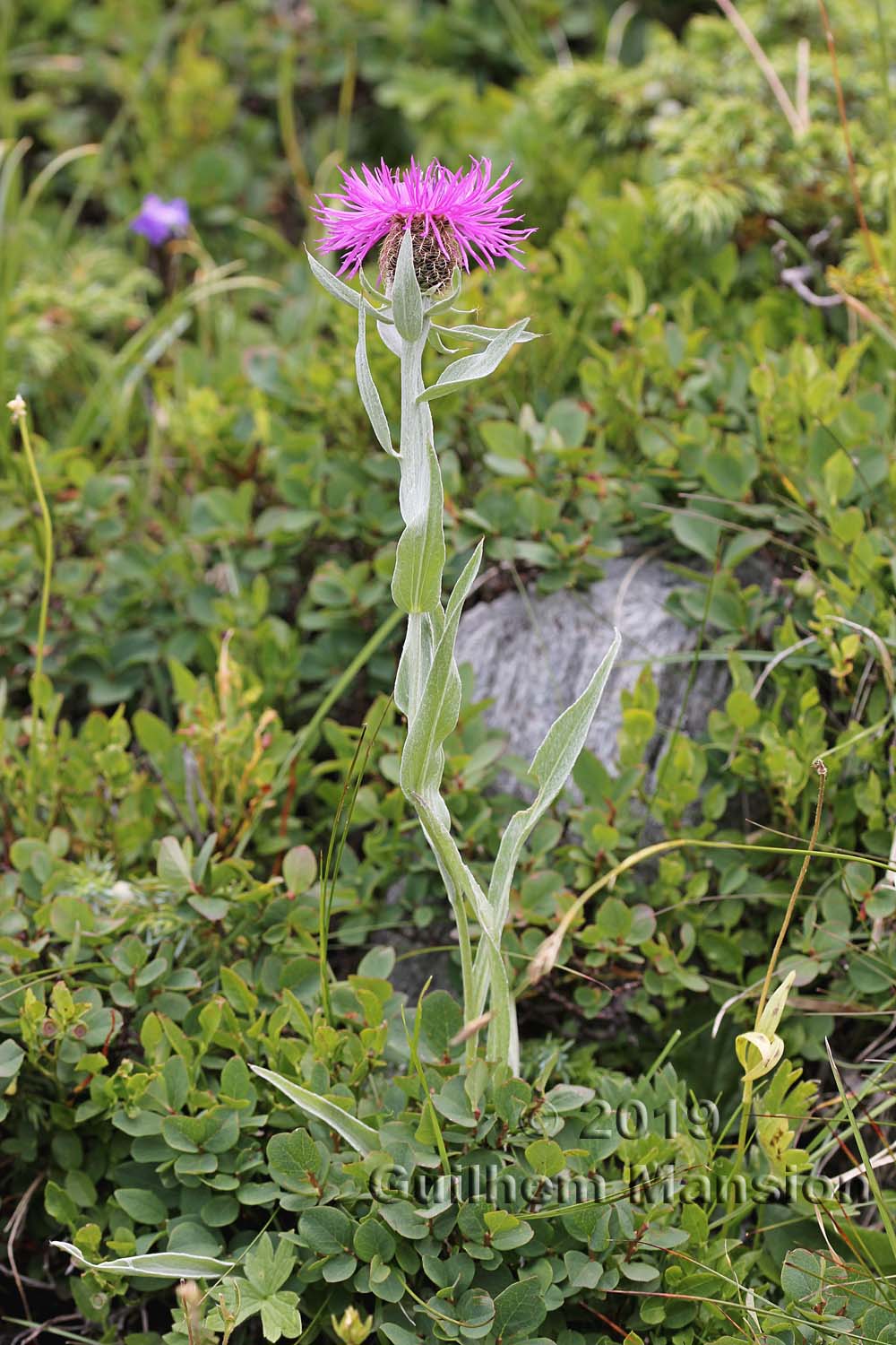 Centaurea uniflora