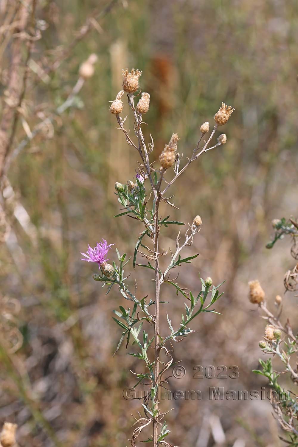 Centaurea vallesiaca