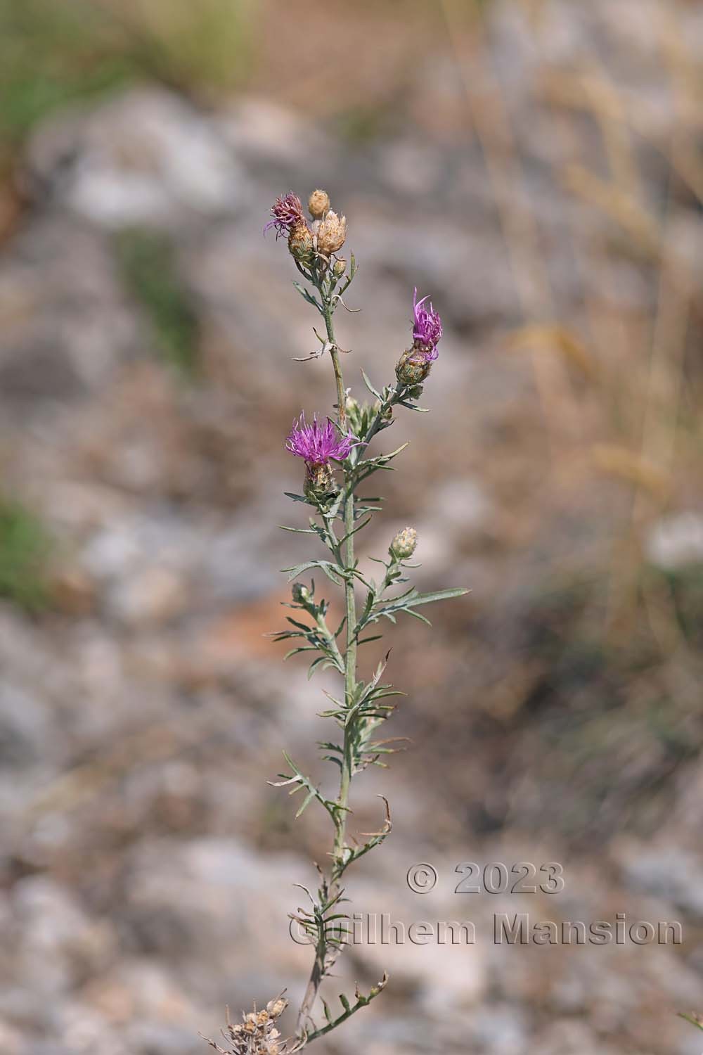 Centaurea vallesiaca