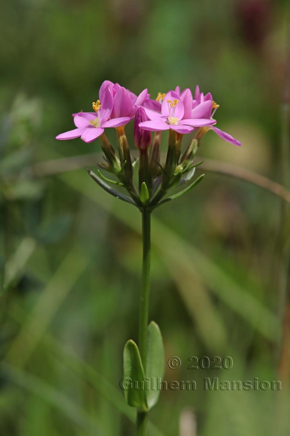 Centaurium erythraea