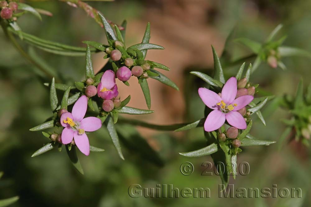 Centaurium erythraea