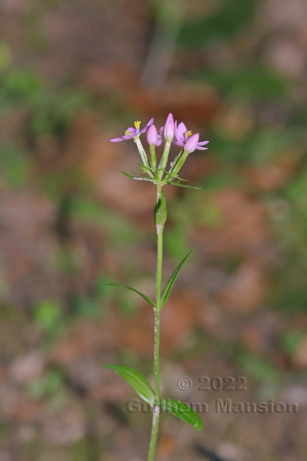 Centaurium erythraea