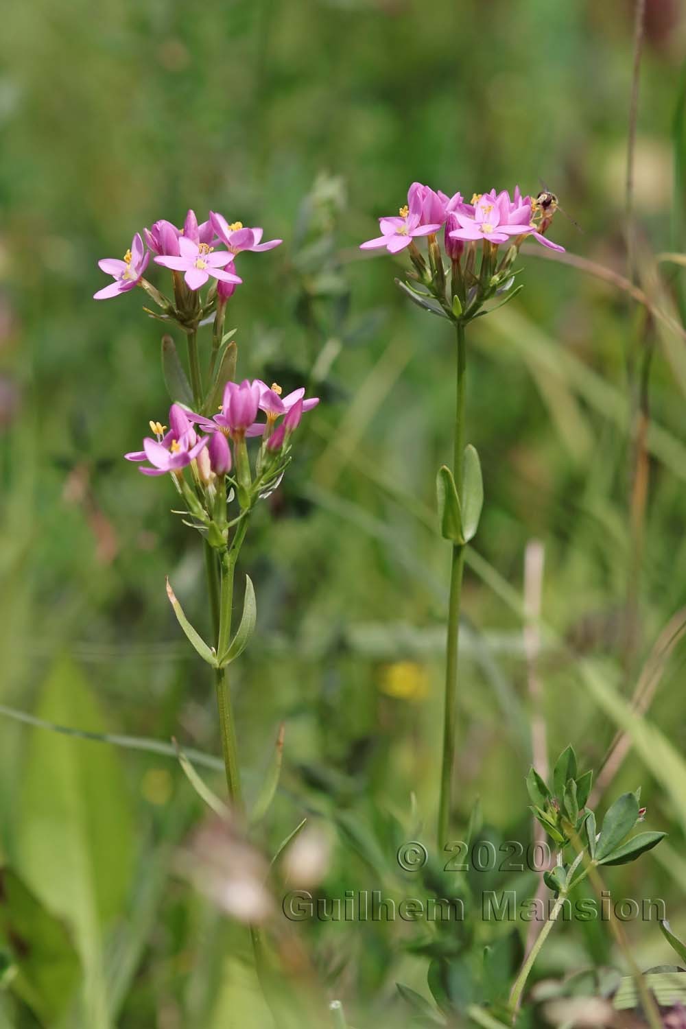 Centaurium erythraea