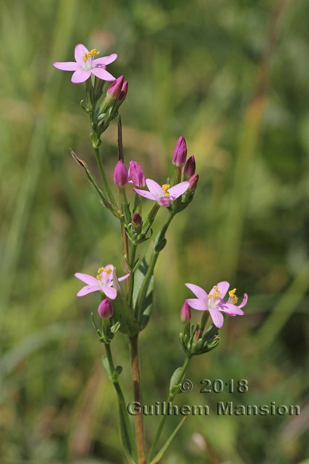 Centaurium erythraea