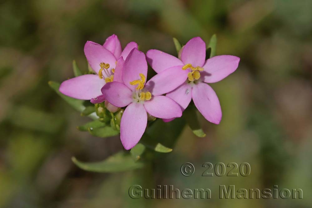 Centaurium erythraea