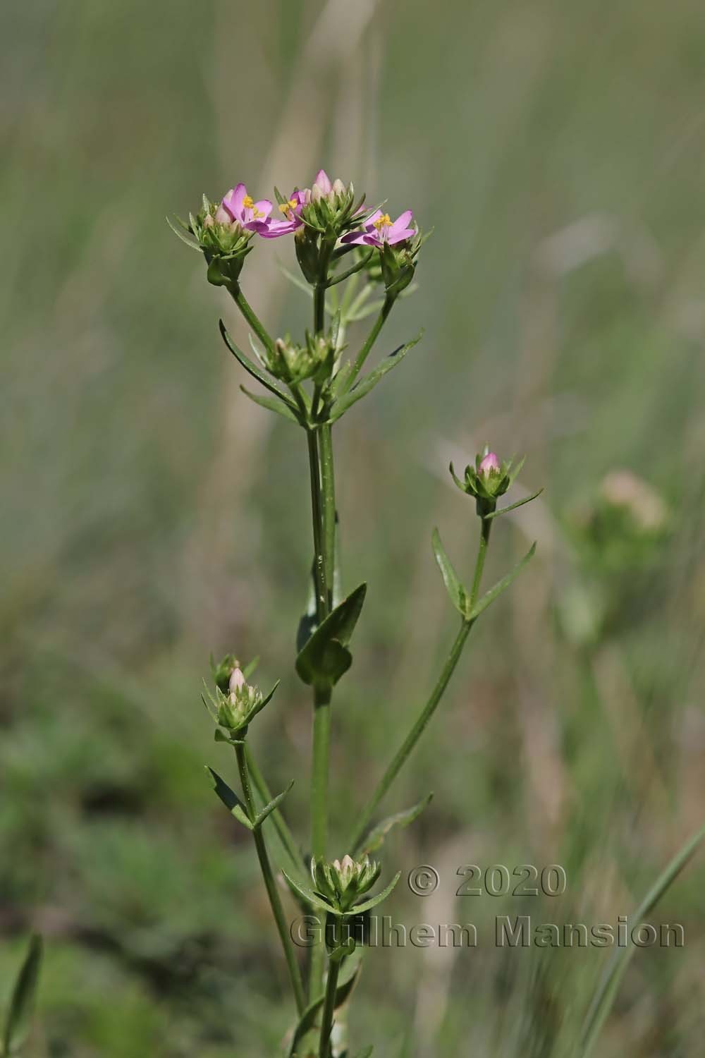 Centaurium erythraea