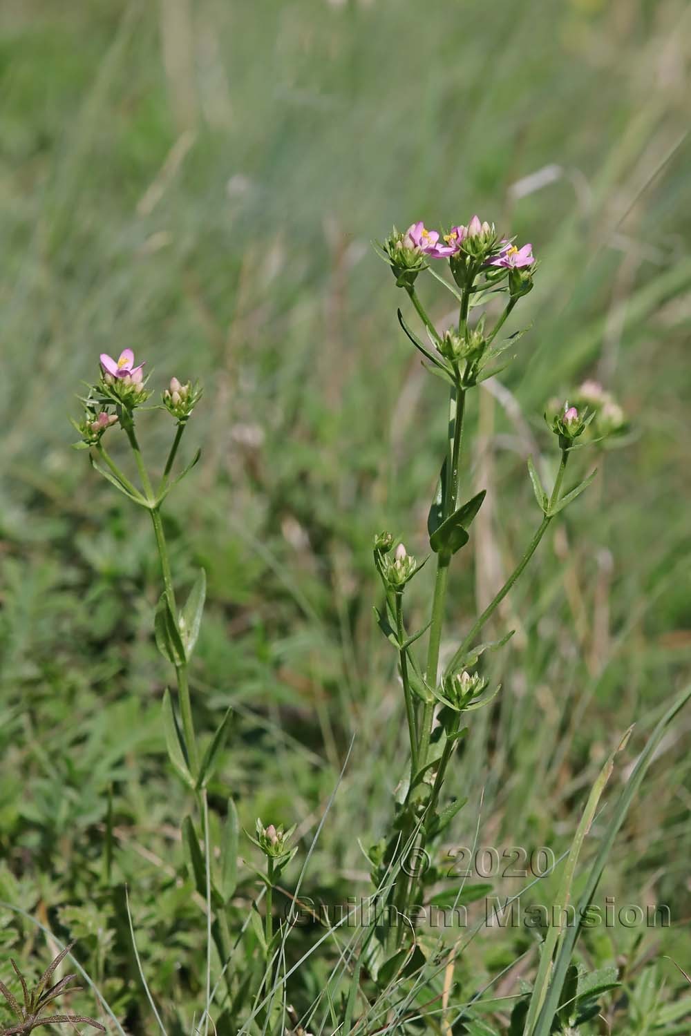 Centaurium erythraea