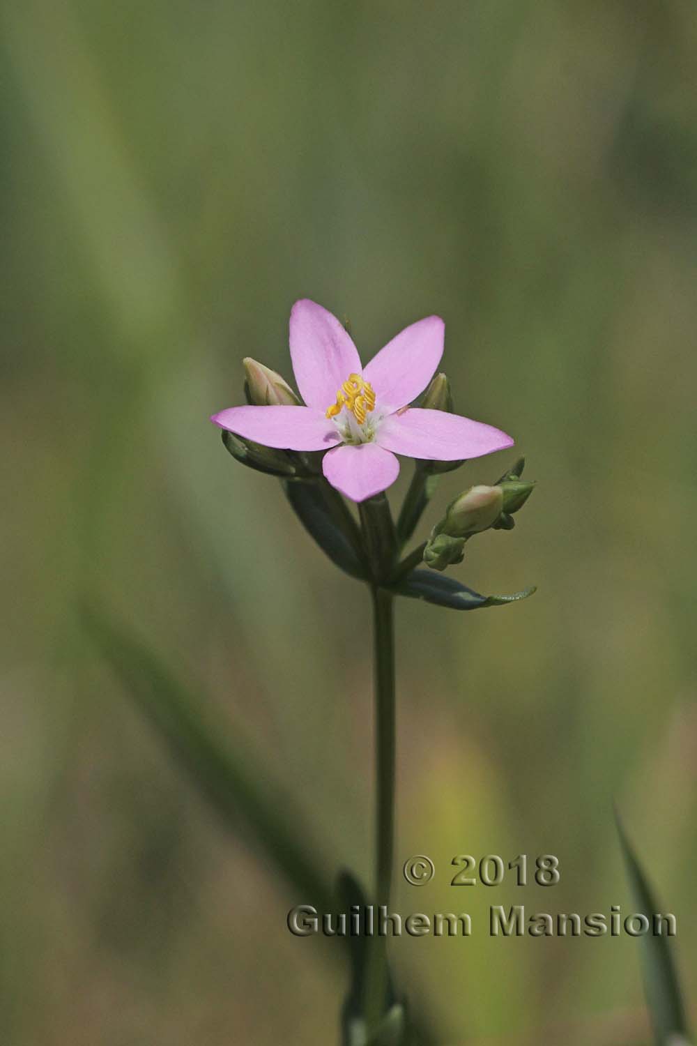 Centaurium erythraea