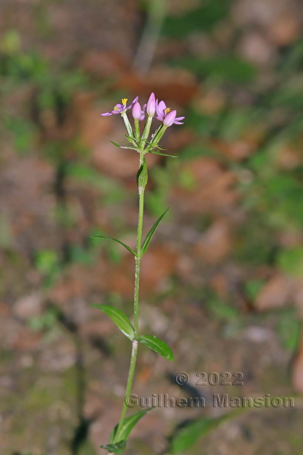 Centaurium erythraea