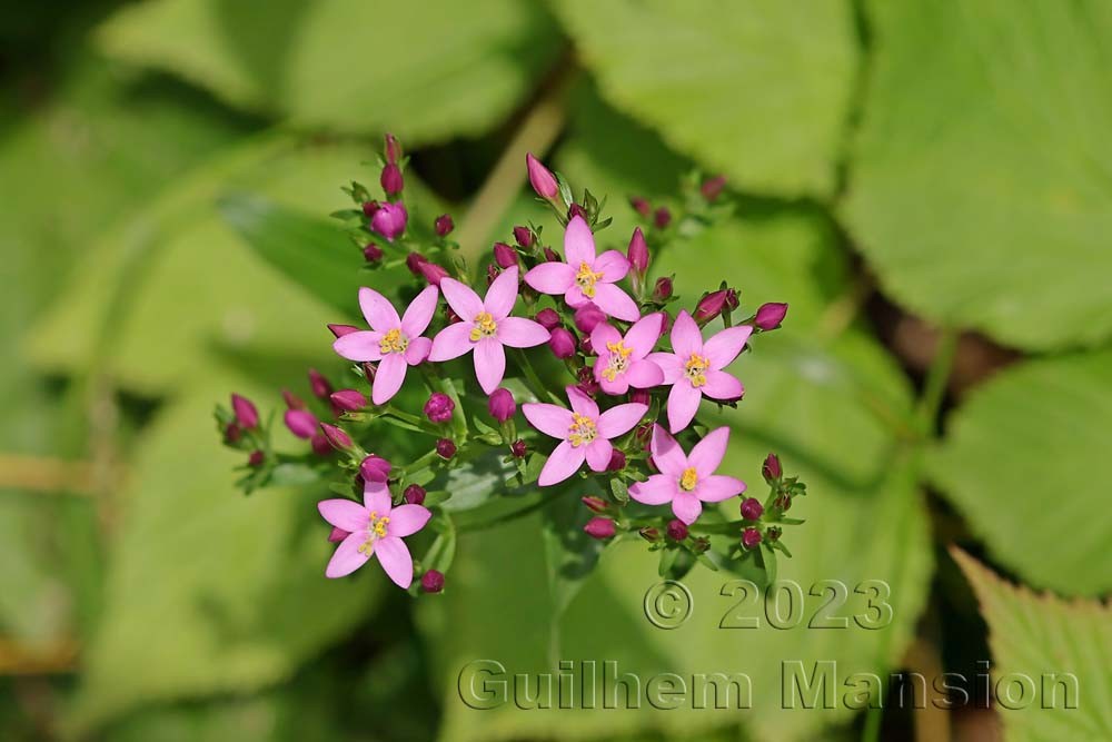 Centaurium erythraea