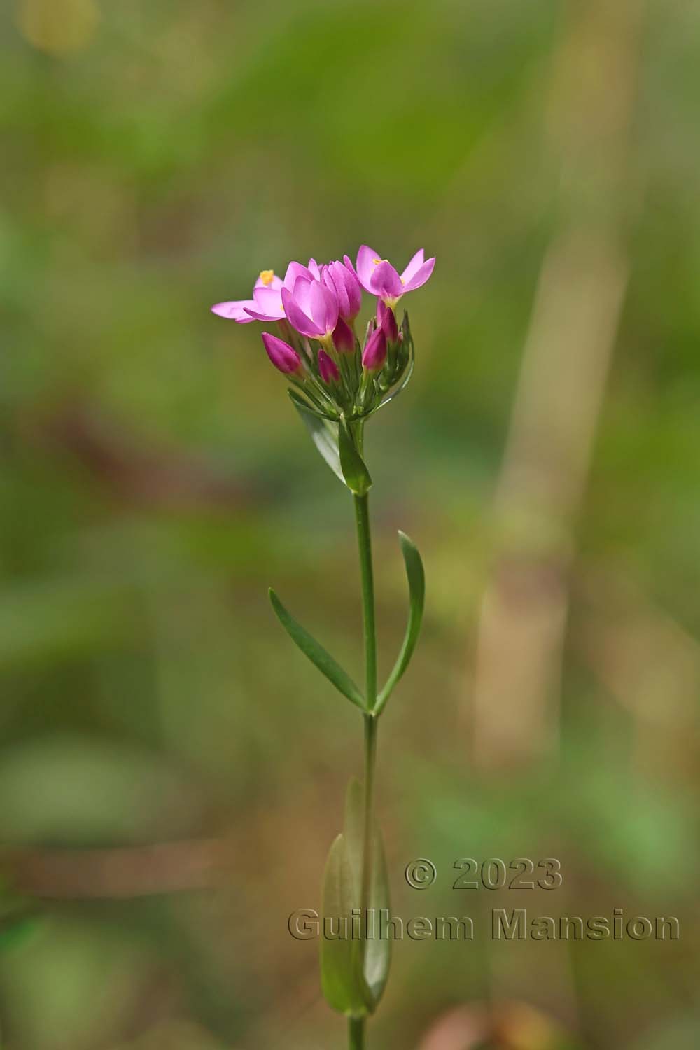 Centaurium erythraea