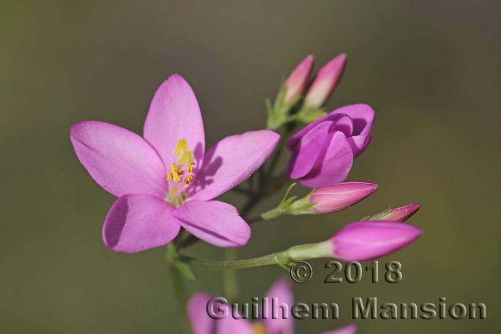 Centaurium majus