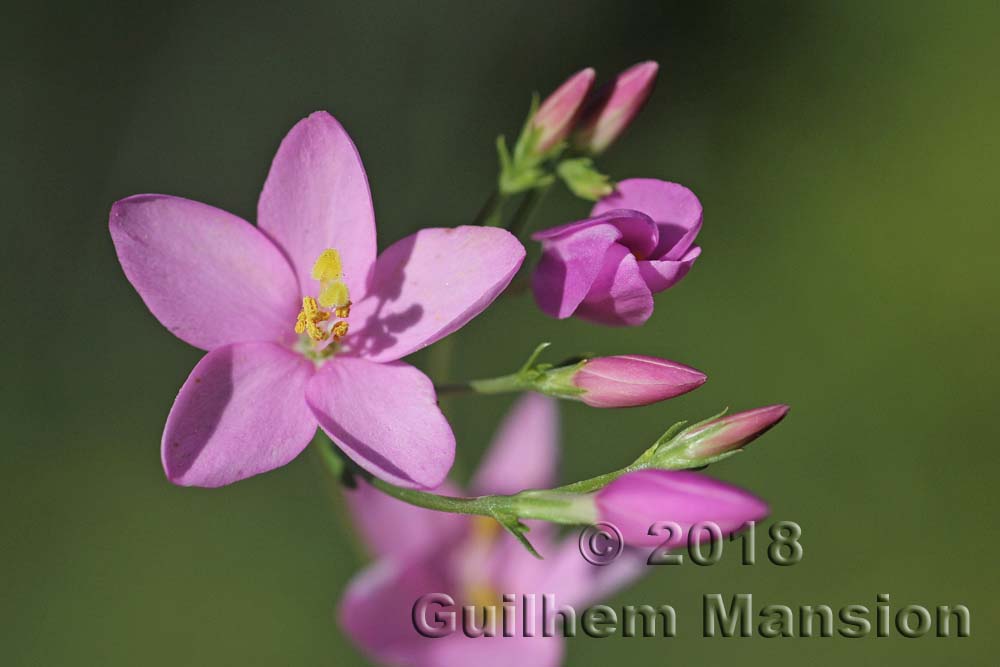 Centaurium majus