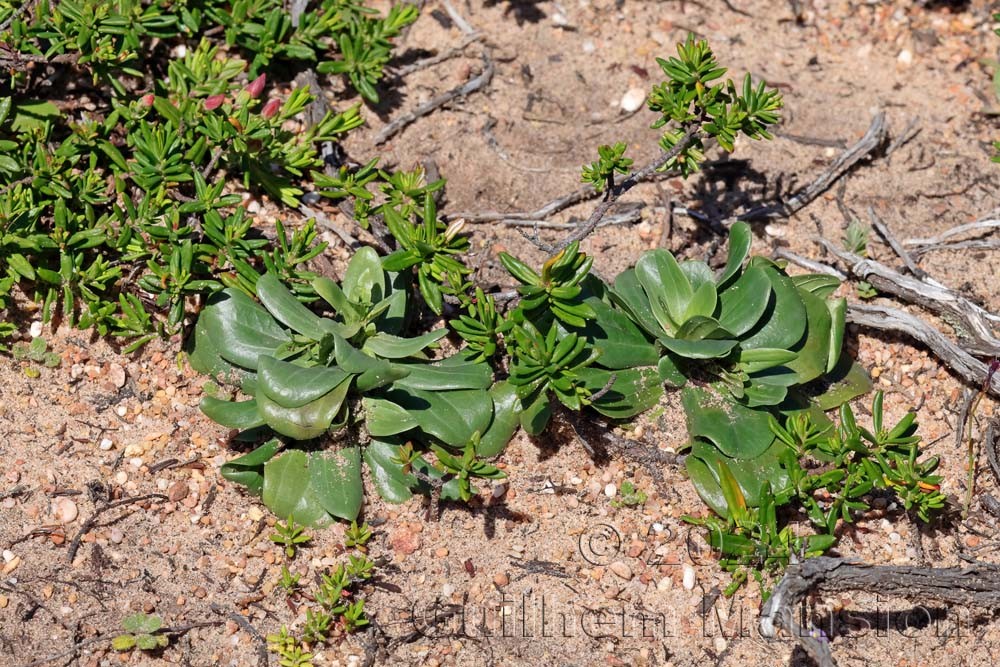 Centaurium majus