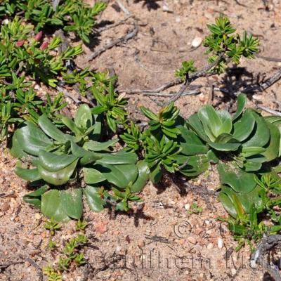 Centaurium majus