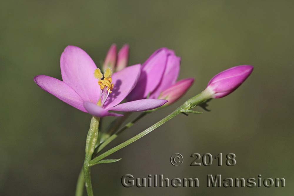 Centaurium majus