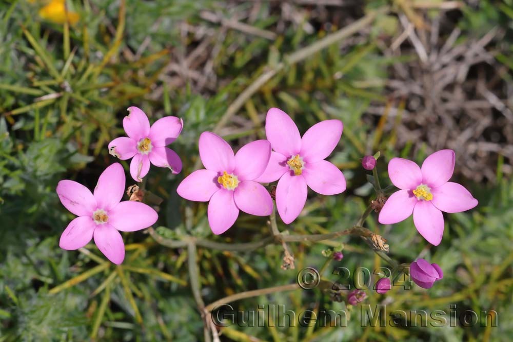 Centaurium majus