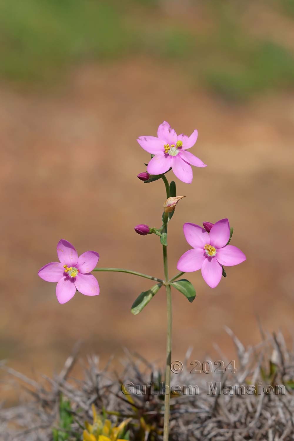 Centaurium majus