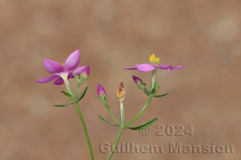 Centaurium majus