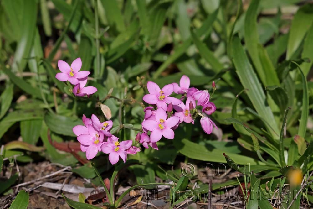 Centaurium majus