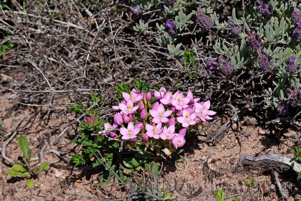 Centaurium majus