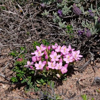 Centaurium majus