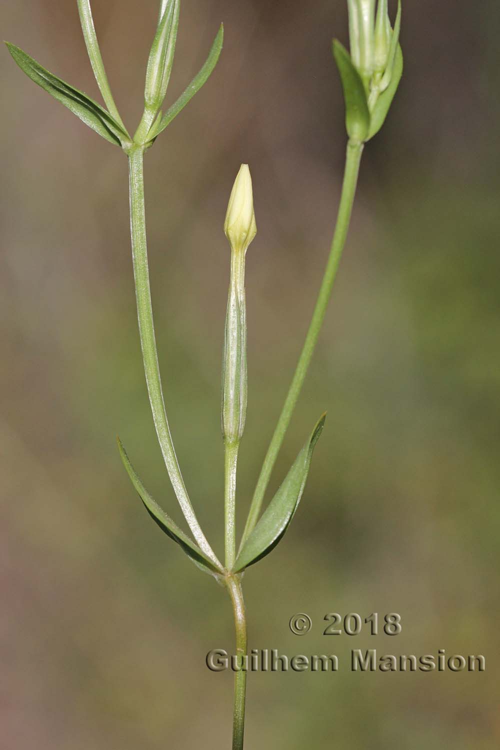 Centaurium maritimum