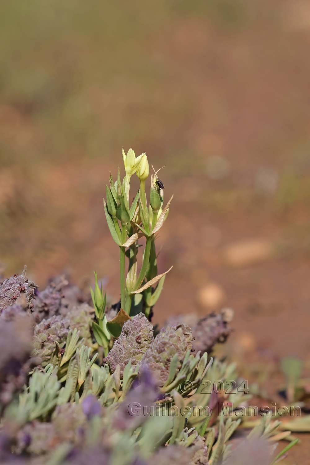 Centaurium maritimum