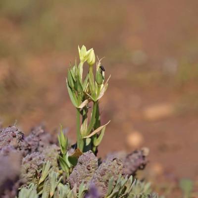 Centaurium maritimum