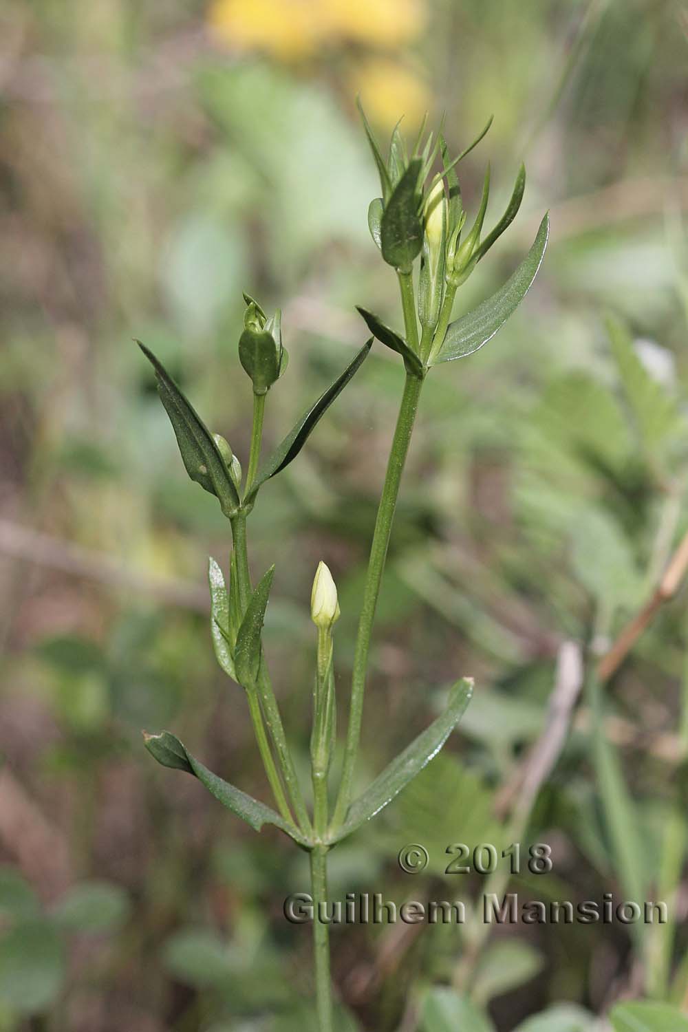 Centaurium maritimum