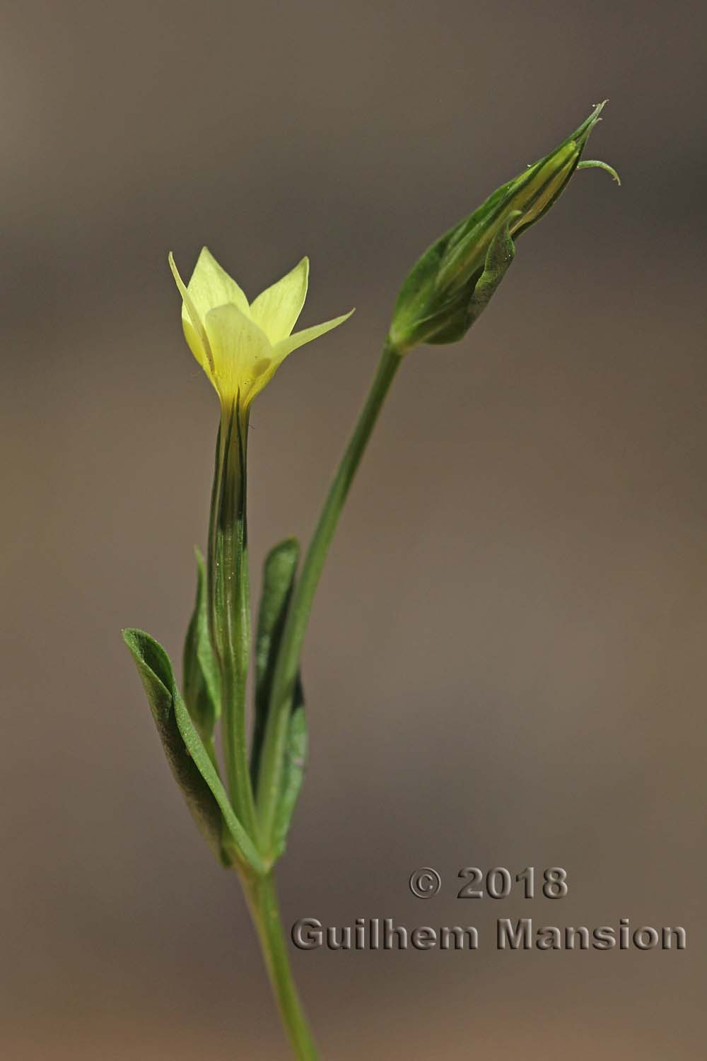 Centaurium maritimum