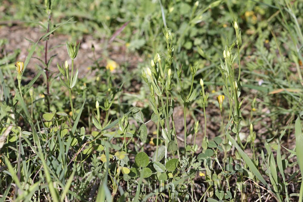 Centaurium maritimum