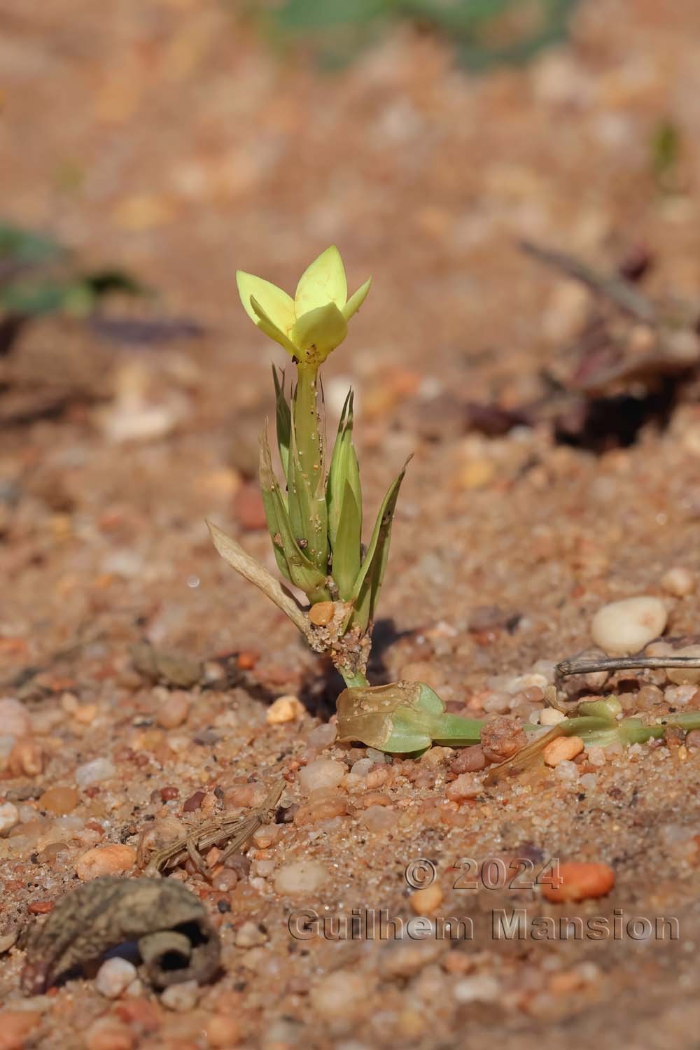 Centaurium maritimum