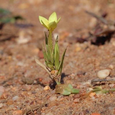 Centaurium maritimum