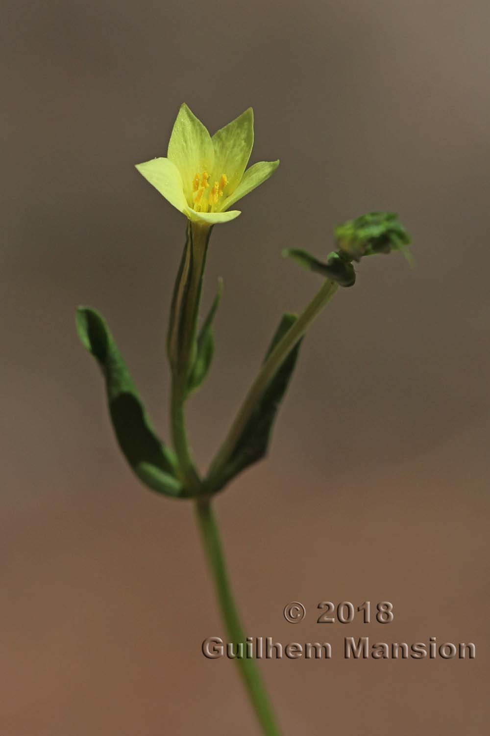 Centaurium maritimum