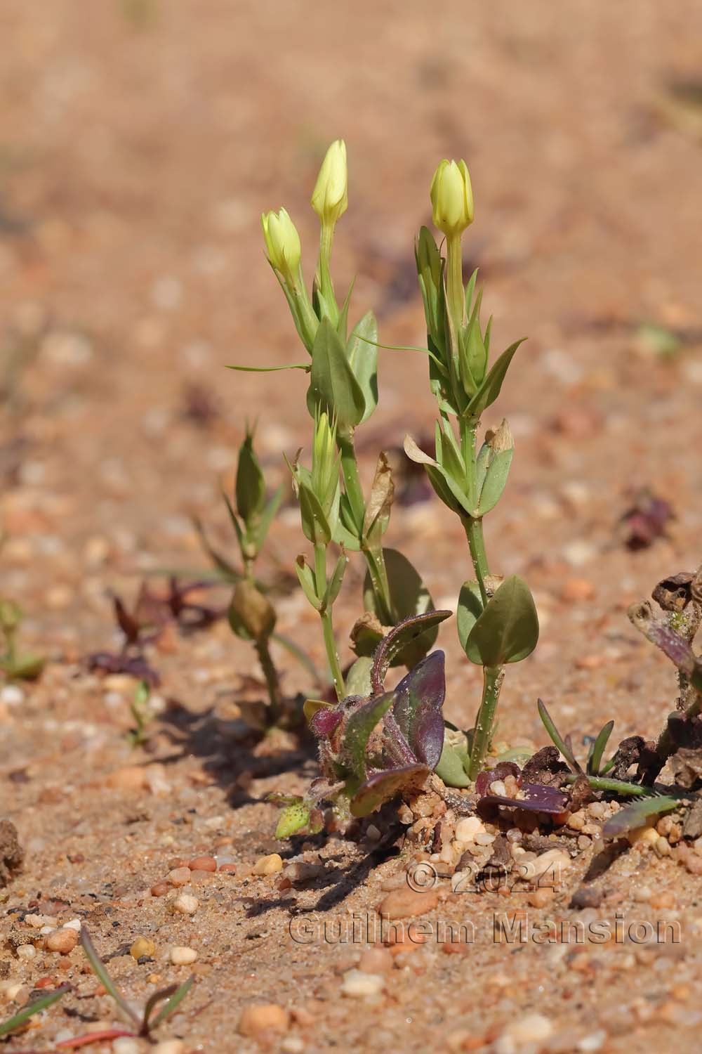 Centaurium maritimum 12
