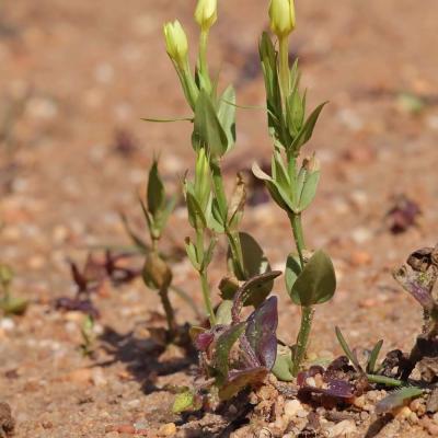 Centaurium maritimum 12