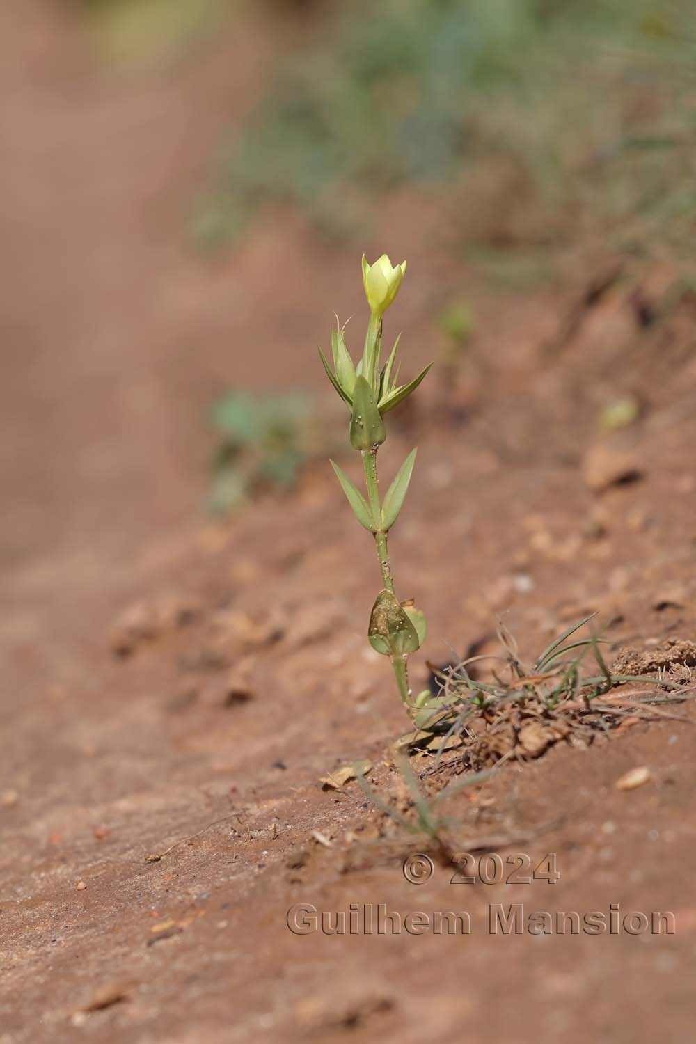 Centaurium maritimum